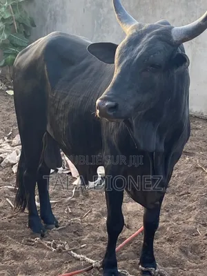 Photo - Nakk Bou Gnoul Bœuf