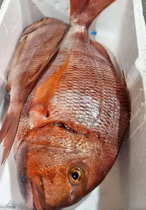 Photo - Poisson Frais Et Congelé