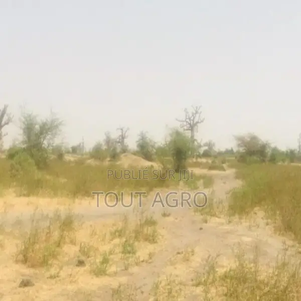 Terrain De 7 Hectares Vers Nguéniène