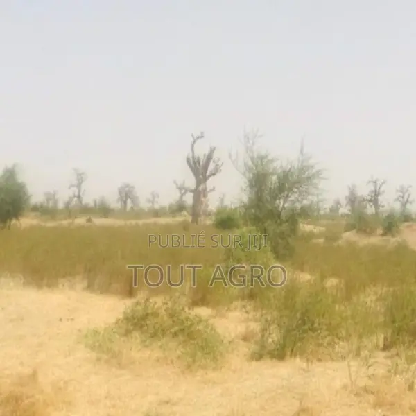 Terrain De 7 Hectares Vers Nguéniène