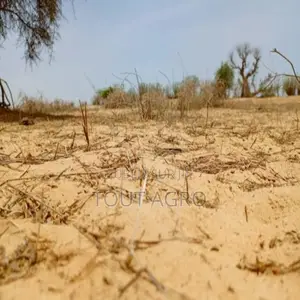 Photo - Terrain De 7,36 Hectares Vers Kébémer