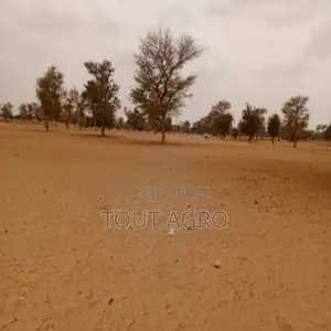 Photo - Terrain De 7130 M2 Vers Touba Toul