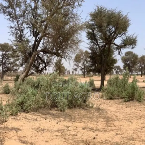 Terrain De 7842 M2 Vers Notto Diobass