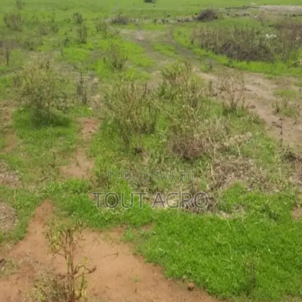 Terrain De 8 Hectares Vers Mbodiène
