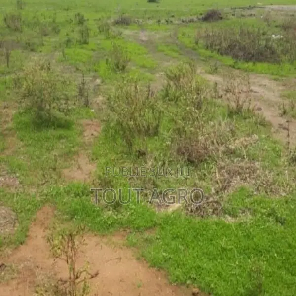 Terrain De 8 Hectares Vers Mbodiène