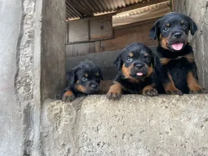 Photo - 1-3 mois Homme Pure race Rottweiler