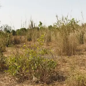 Photo - Terrain De 8472 M2 Vers Cherif Lô