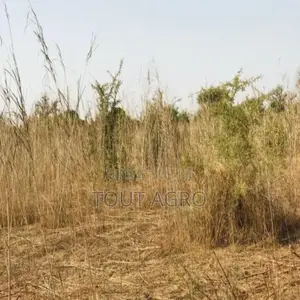 Terrain De 8472 M2 Vers Cherif Lô