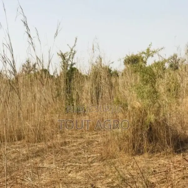 Terrain De 8472 M2 Vers Cherif Lô