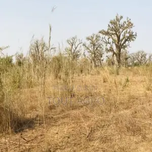 Terrain De 8472 M2 Vers Cherif Lô