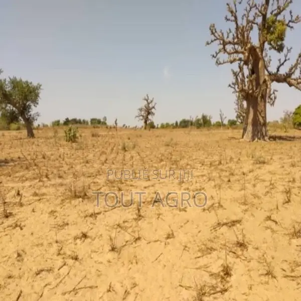 Terrain De 9 942 M2 Vers Sandiara