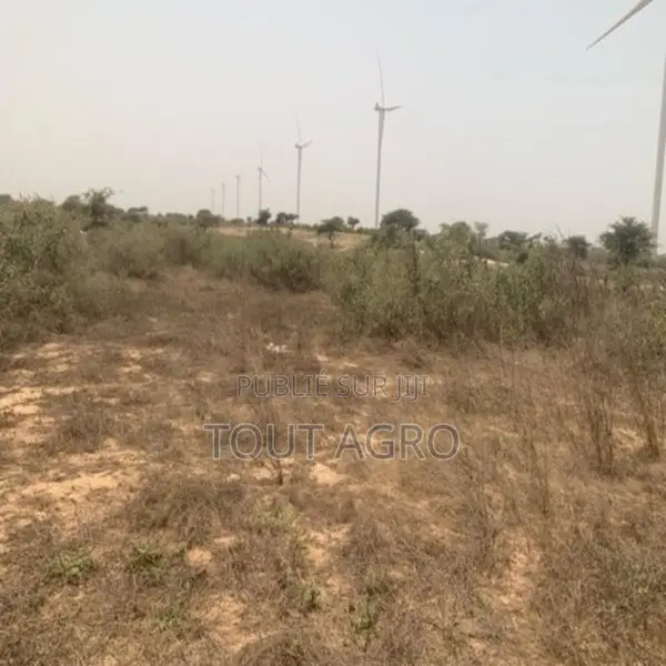 Terrain De 9276 M2 Vers Taiba Ndiaye