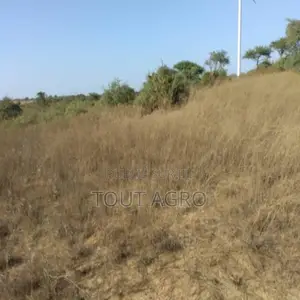 Photo - Terrain De 9706 M2 Vers Taïba Ndiaye