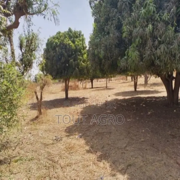 Verger Agricole De 1,07 Hectare Vers Sandiara