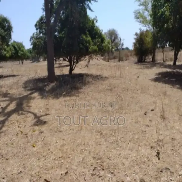 Verger Agricole De 1,07 Hectare Vers Sandiara