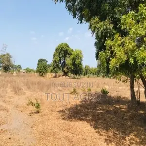 Photo - Verger Agricole De 1,42 Hectare À Toubacouta