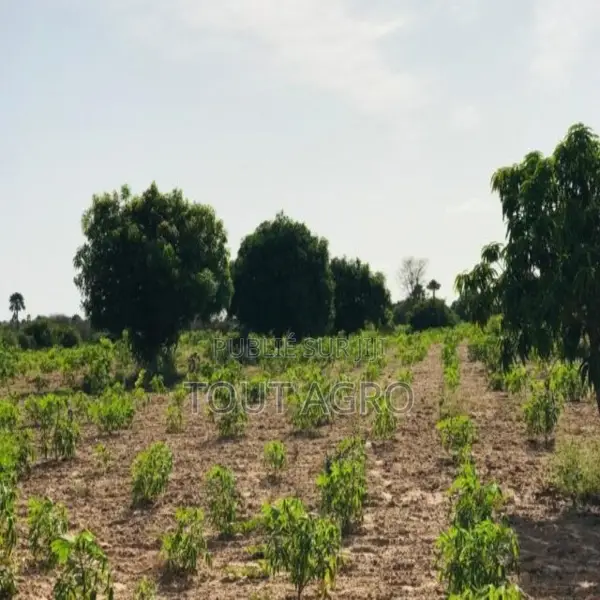 Verger Agricole De 4981 M2 Vers Pire