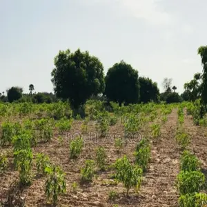 Verger Agricole De 4981 M2 Vers Pire