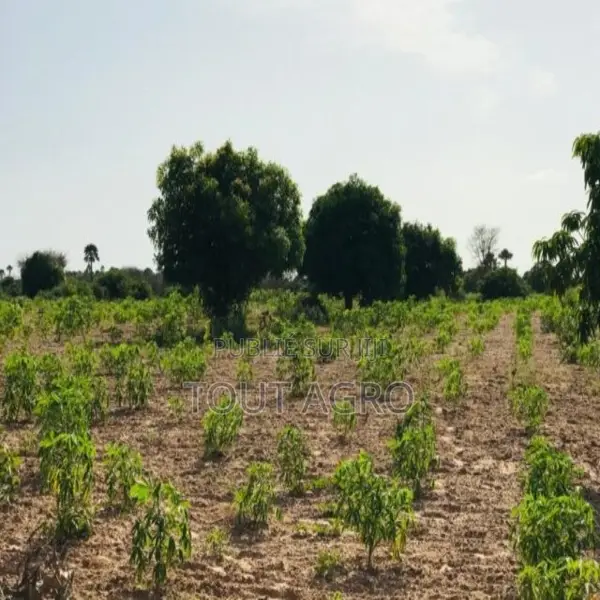 Verger Agricole De 4981 M2 Vers Pire