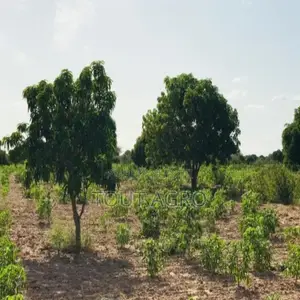 Verger Agricole De 4981 M2 Vers Pire