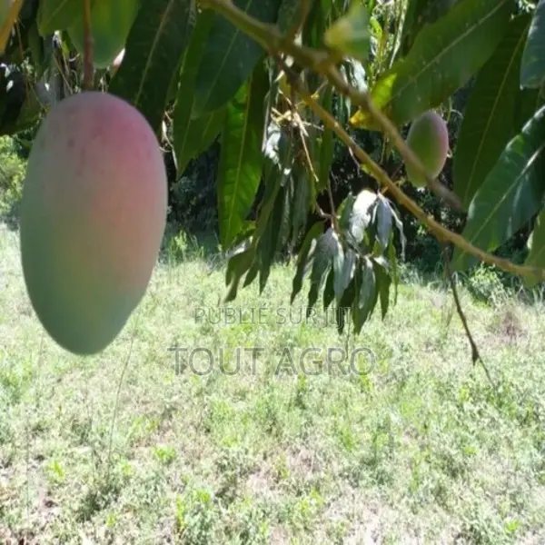 Verger De 1 Hectare Vers Diembéring