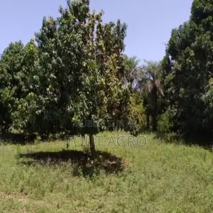 Verger De 1 Hectare Vers Diembéring