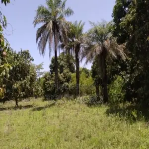 Verger De 1 Hectare Vers Diembéring