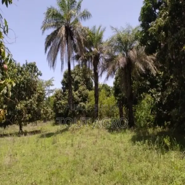Verger De 1 Hectare Vers Diembéring