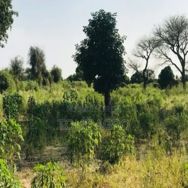 Verger De 1 Hectare Vers Pire