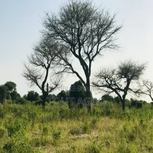 Verger De 1 Hectare Vers Pire