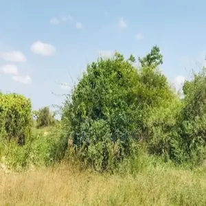 Photo - Verger De 1,57 Hectare Vers Pire