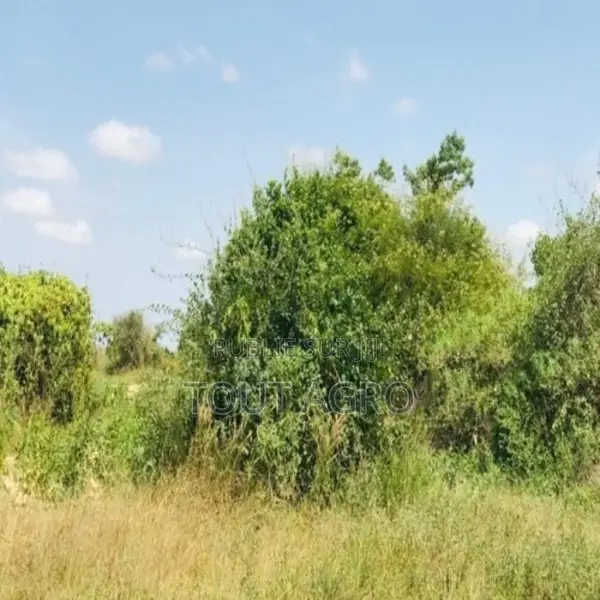 Verger De 1,57 Hectare Vers Pire