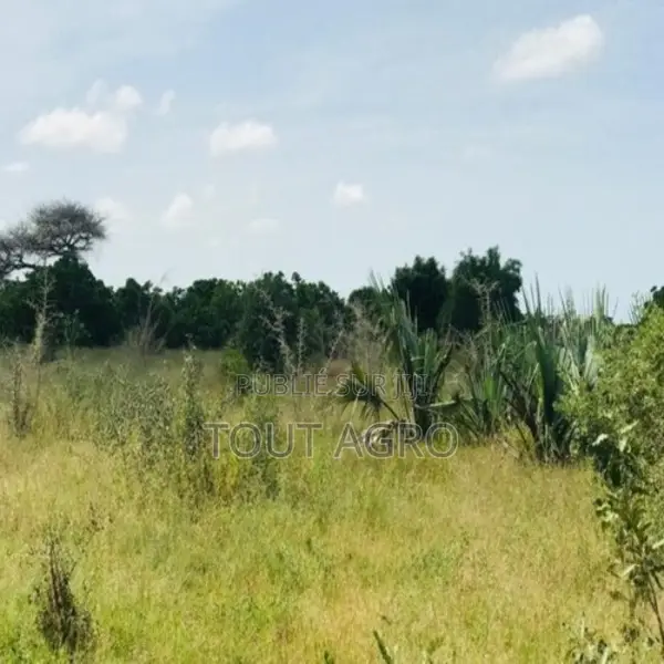 Verger De 1,57 Hectare Vers Pire