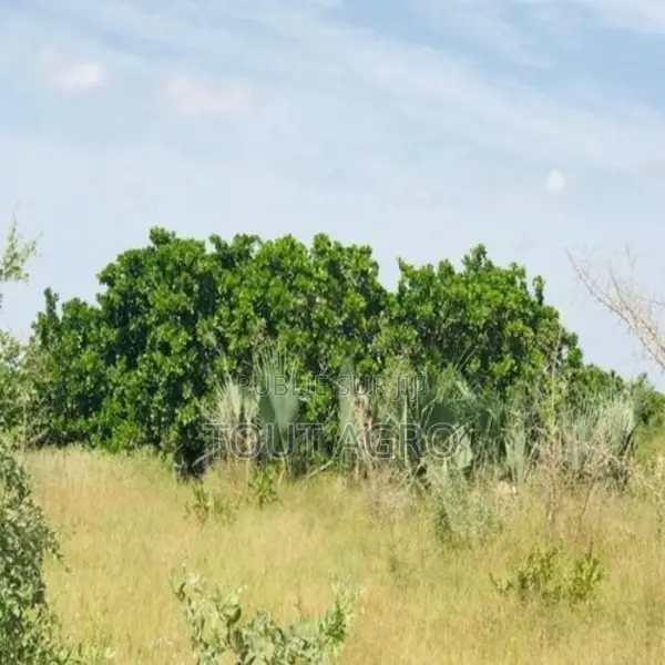 Verger De 1,57 Hectare Vers Pire