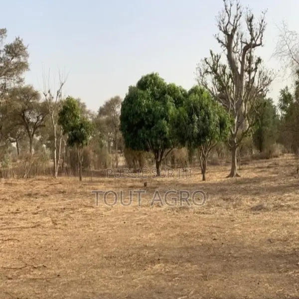 Verger De 1,66 Hectare Vers Tassette