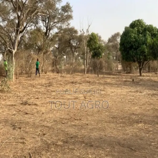 Verger De 1,66 Hectare Vers Tassette