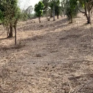 Verger De 1,66 Hectare Vers Tassette