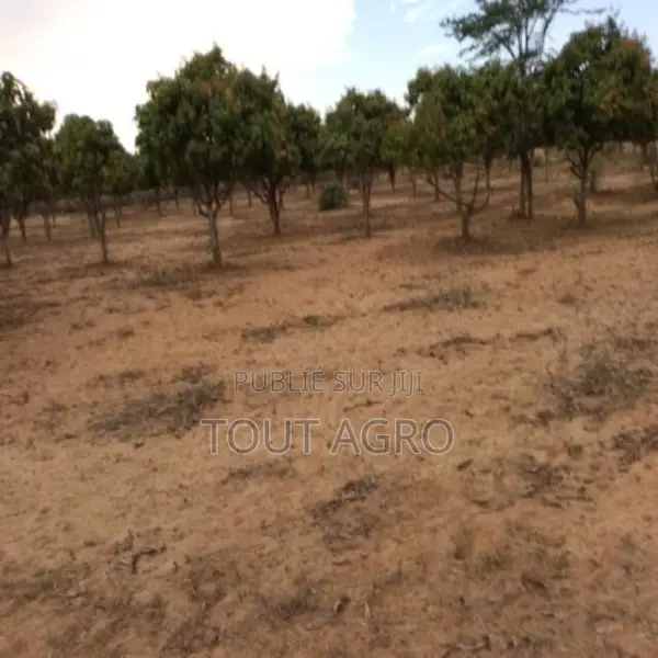 Verger De 2733 M2 Vers Notto Gouye Diama