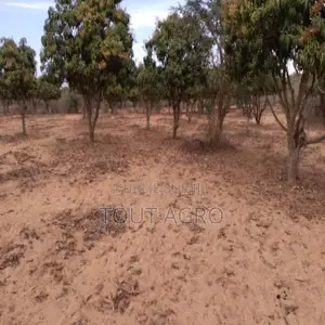 Verger De 2733 M2 Vers Notto Gouye Diama