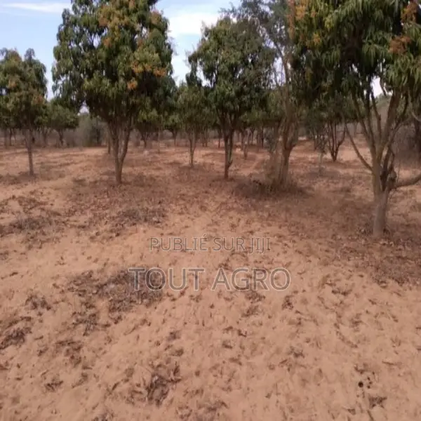 Verger De 2733 M2 Vers Notto Gouye Diama