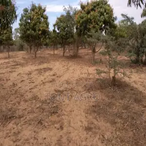 Verger De 2733 M2 Vers Notto Gouye Diama