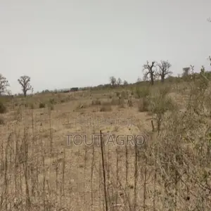 Photo - Verger De 3,18 Hectares Vers Keur Moussa