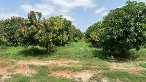 Photo - Vente Des Terrains