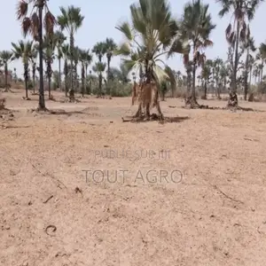 Verger De 3,31 Hectares Vers Fandène