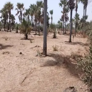 Verger De 3,31 Hectares Vers Fandène