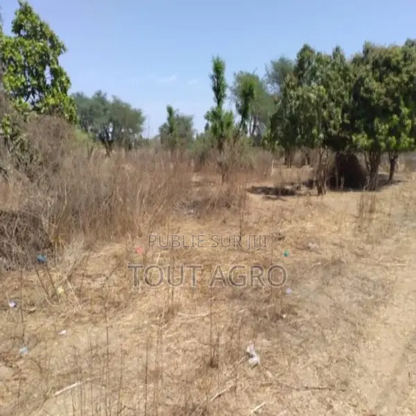 Verger De 3106 M2 Vers Sandiara