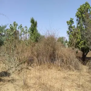 Verger De 3106 M2 Vers Sandiara