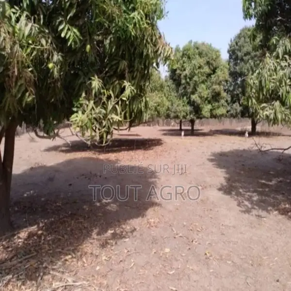 Verger De 3160 M2 Vers Tataguine