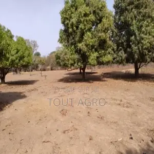 Verger De 3160 M2 Vers Tataguine