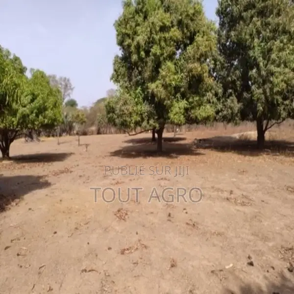 Verger De 3160 M2 Vers Tataguine